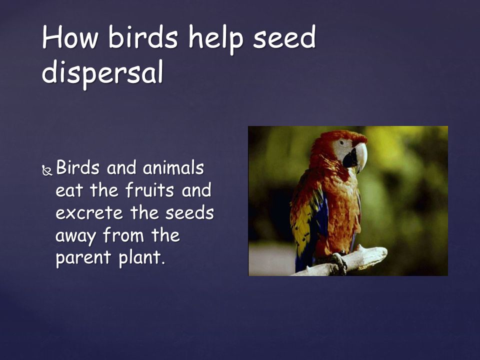 How birds help seed dispersal