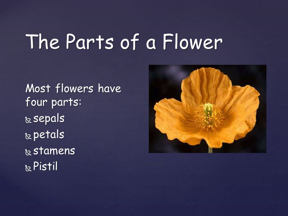 The Parts of a Flower Most flowers have four parts: sepals petals