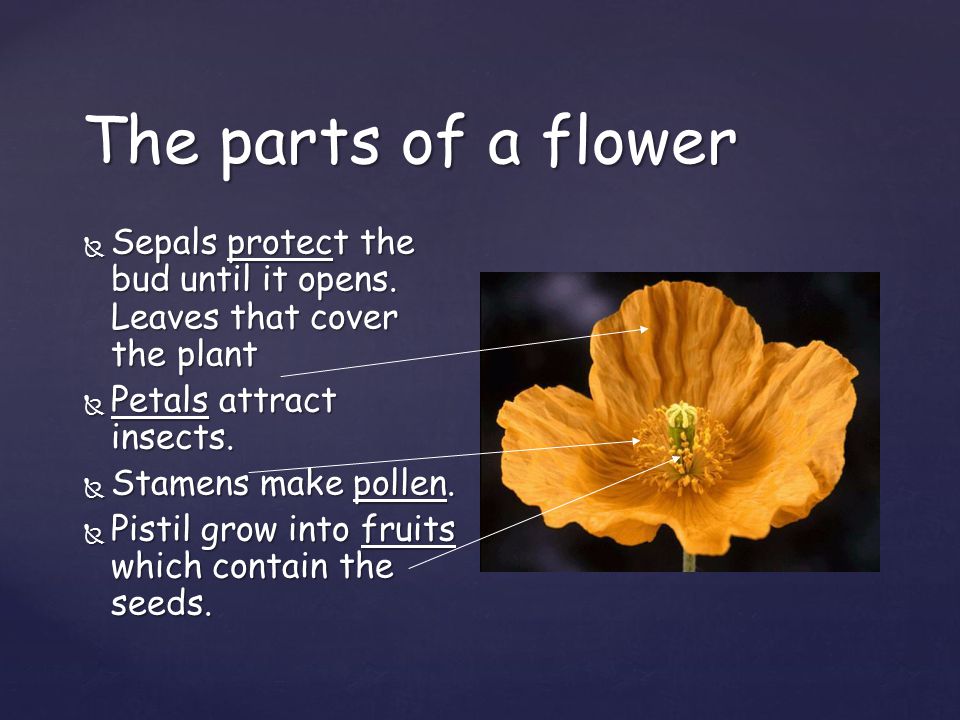The parts of a flower Sepals protect the bud until it opens. Leaves that cover the plant. Petals attract insects.