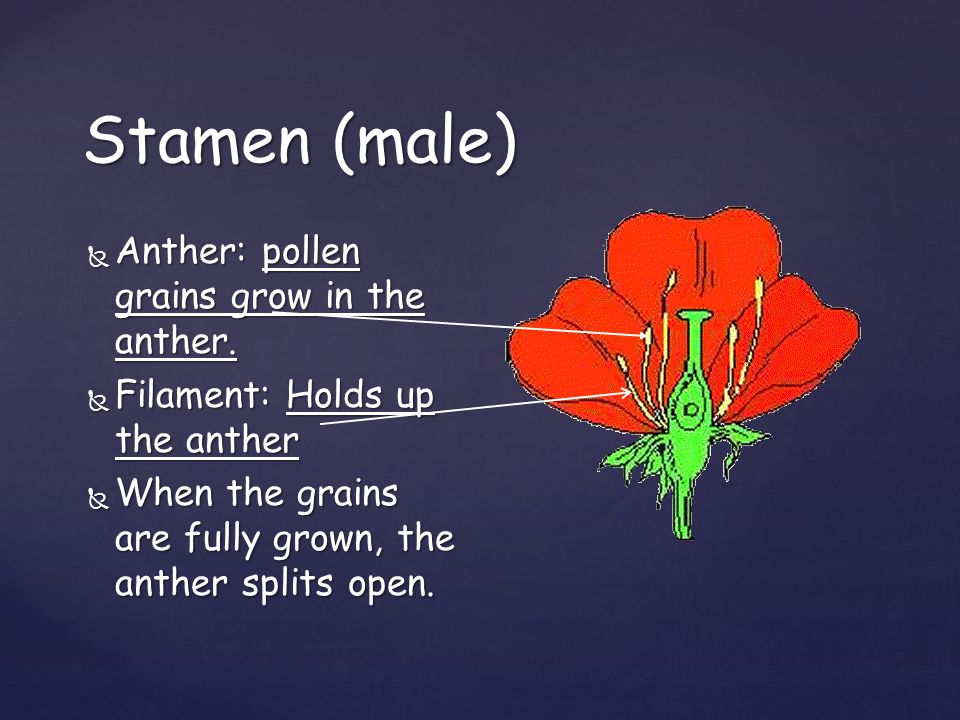 Stamen (male) Anther: pollen grains grow in the anther.