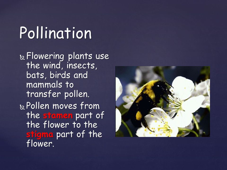 Pollination Flowering plants use the wind, insects, bats, birds and mammals to transfer pollen.