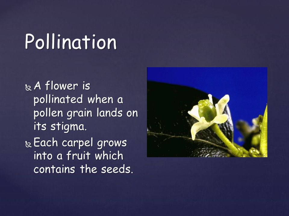 Pollination A flower is pollinated when a pollen grain lands on its stigma.