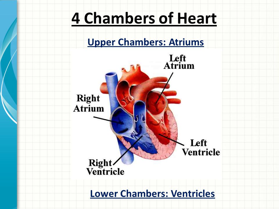 4 Chambers of Heart Upper Chambers: Atriums Lower Chambers: Ventricles