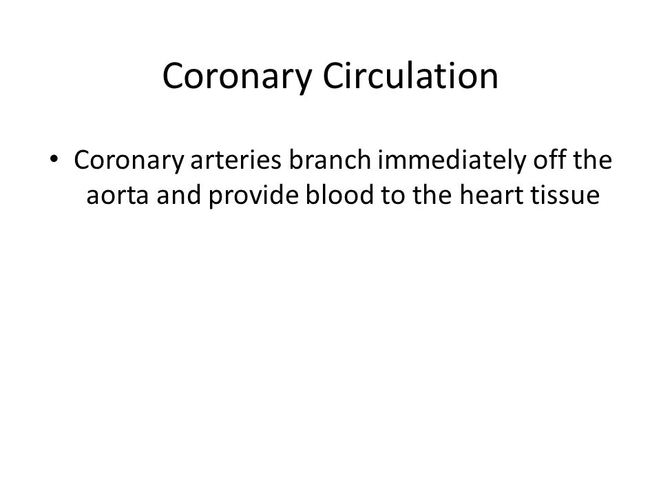 Coronary Circulation Coronary arteries branch immediately off the aorta and provide blood to the heart tissue.