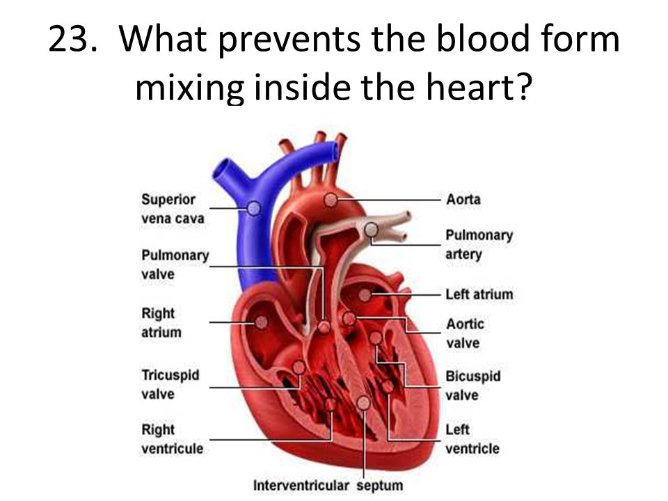 23. What prevents the blood form mixing inside the heart