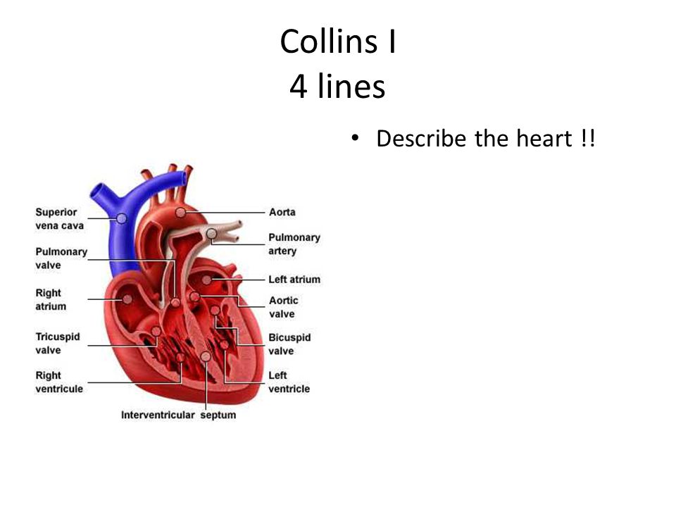 Collins I 4 lines Describe the heart !!