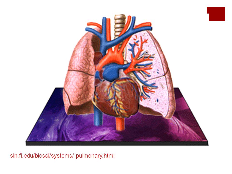 sln.fi.edu/biosci/systems/ pulmonary.html