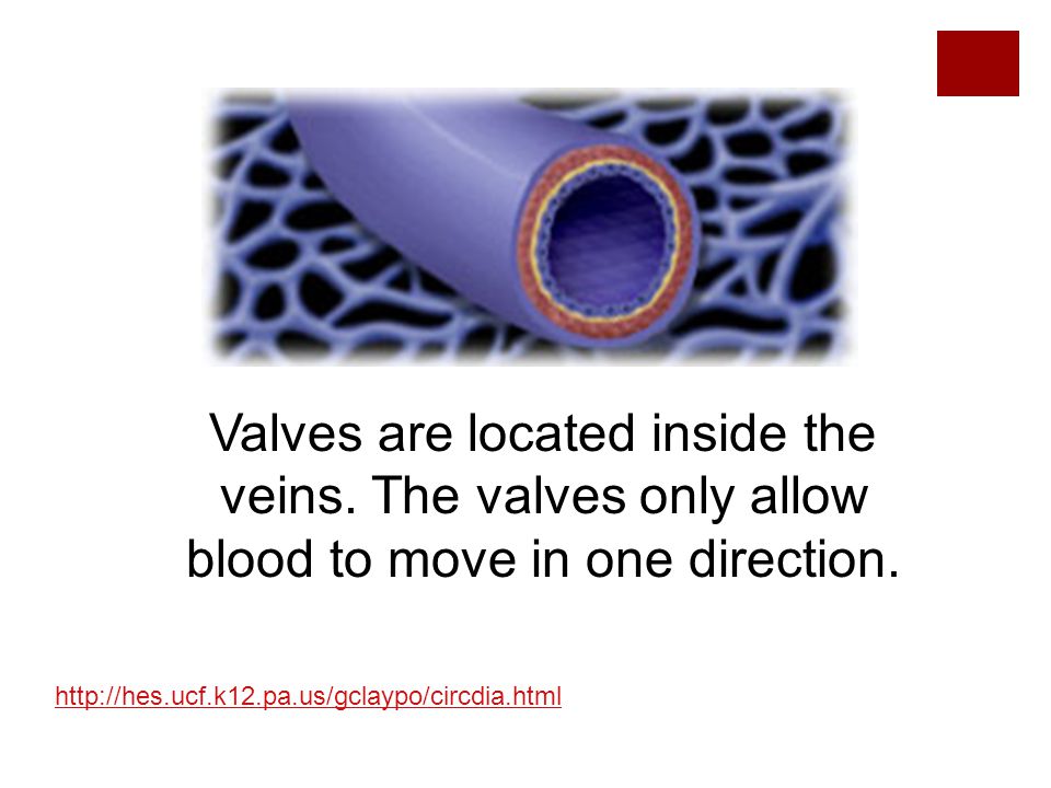 Valves are located inside the veins