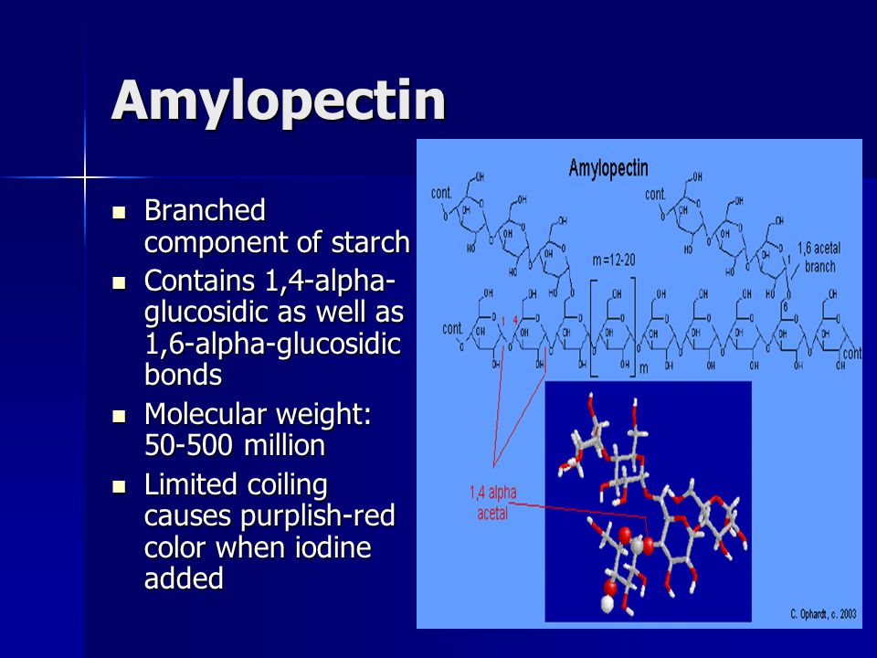 Amylopectin Branched component of starch