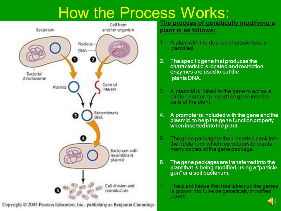 How the Process Works: The process of genetically modifying a
