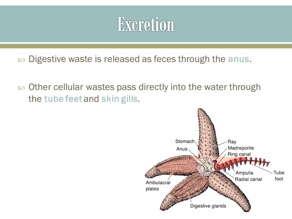 Excretion Digestive waste is released as feces through the anus.