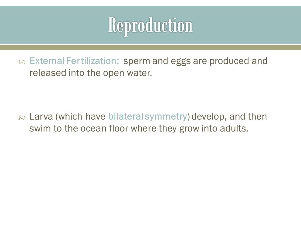 Reproduction External Fertilization: sperm and eggs are produced and released into the open water.
