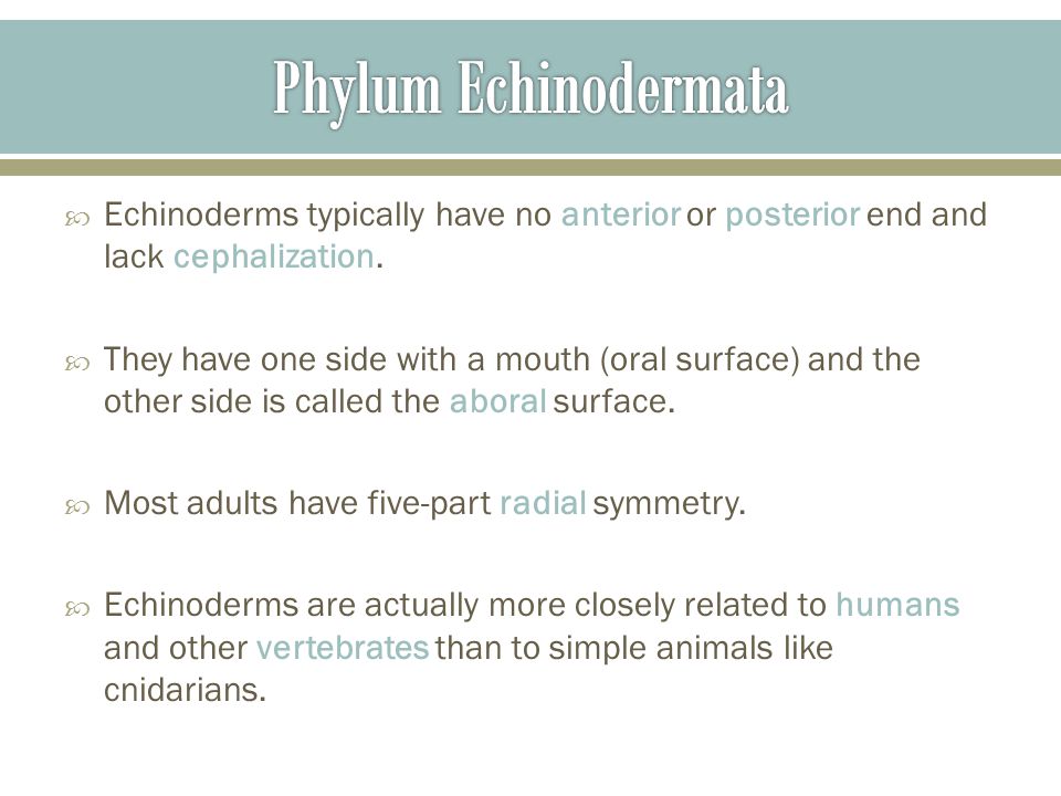 Phylum Echinodermata Echinoderms typically have no anterior or posterior end and lack cephalization.