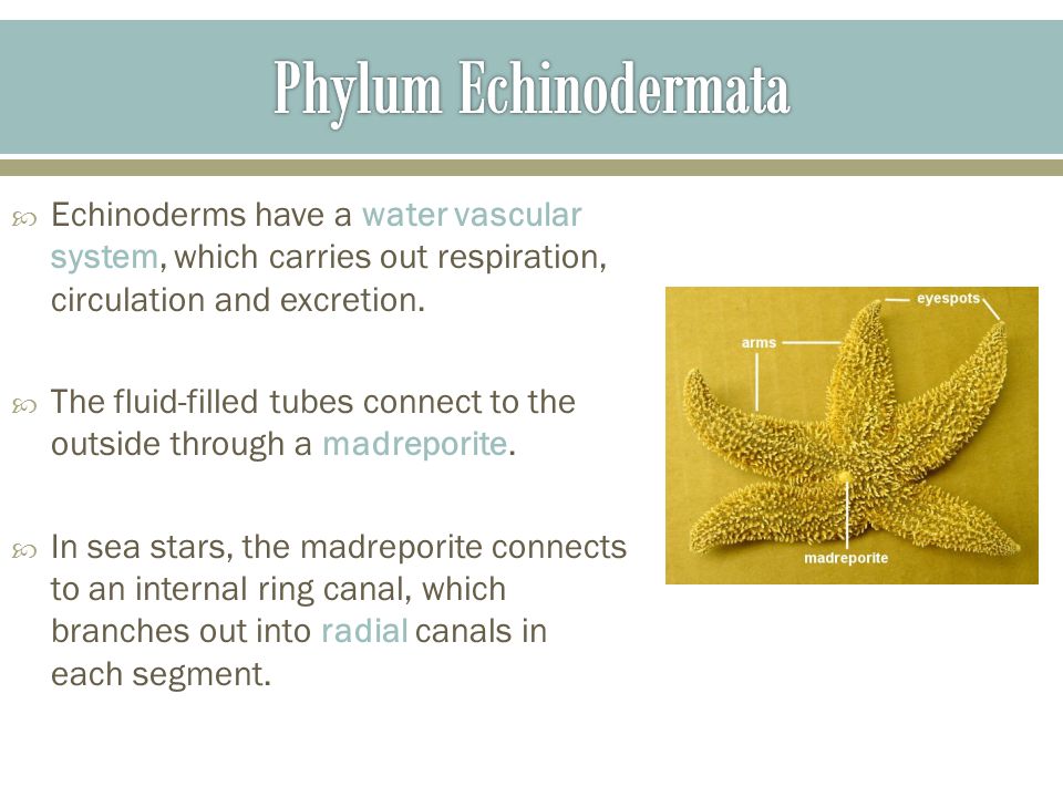 Phylum Echinodermata Echinoderms have a water vascular system, which carries out respiration, circulation and excretion.