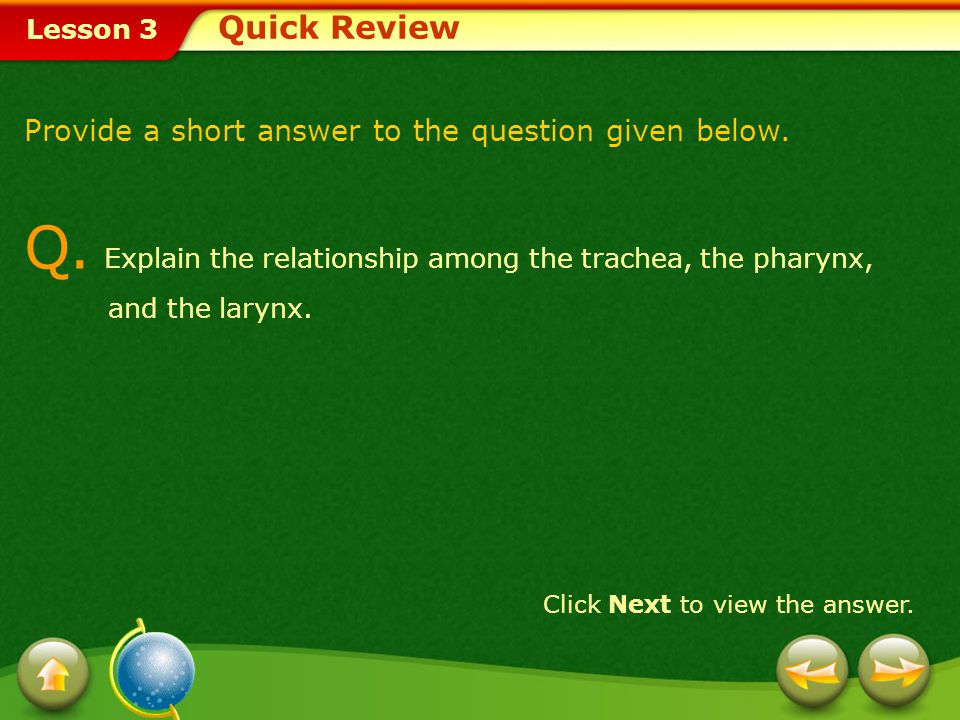 Q. Explain the relationship among the trachea, the pharynx,