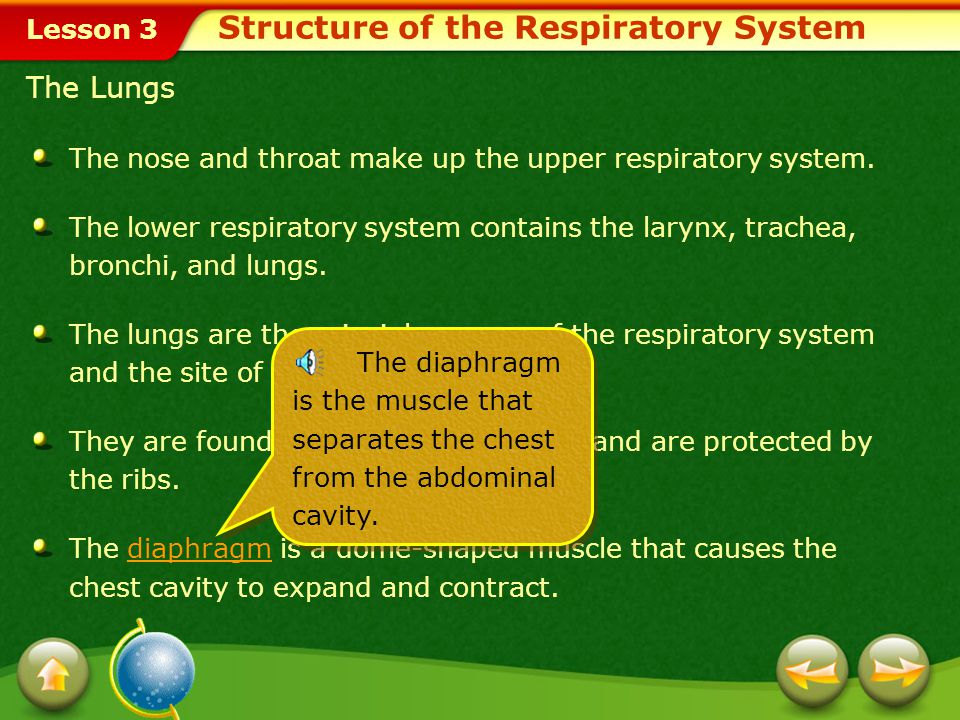 Structure of the Respiratory System