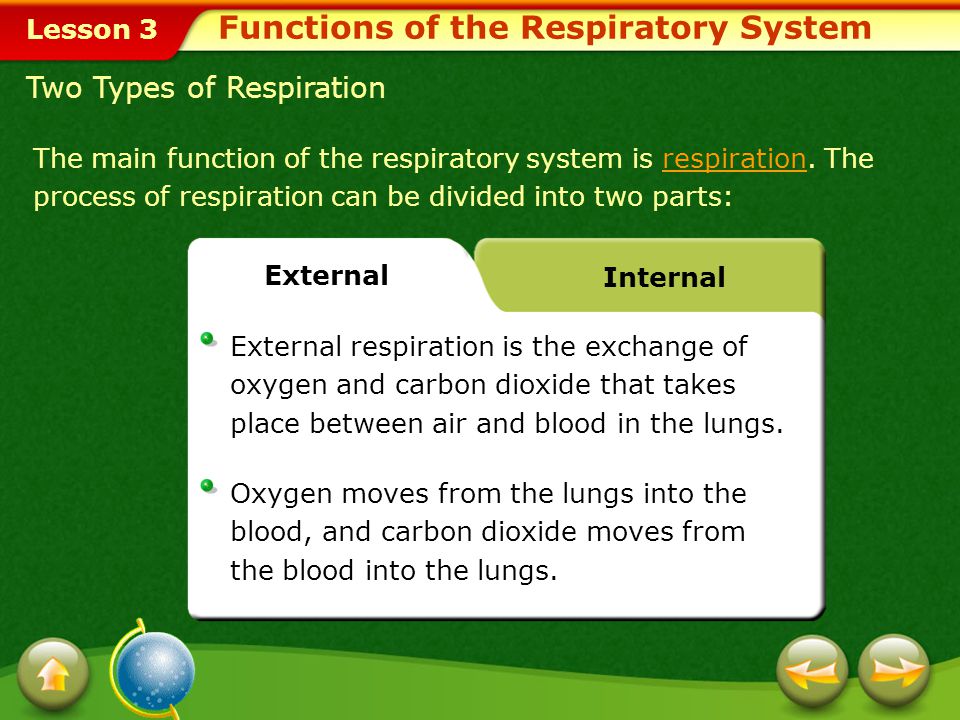 Functions of the Respiratory System