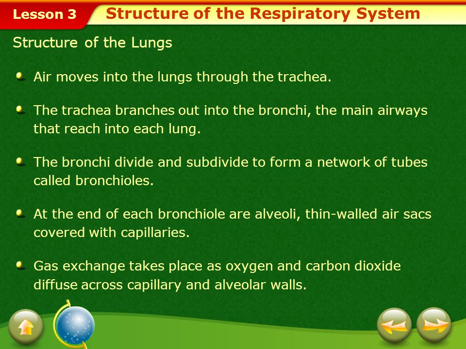 Structure of the Respiratory System