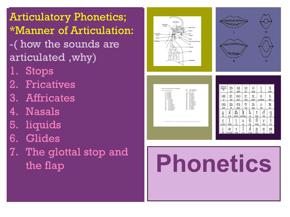 Phonetics Articulatory Phonetics; *Manner of Articulation: