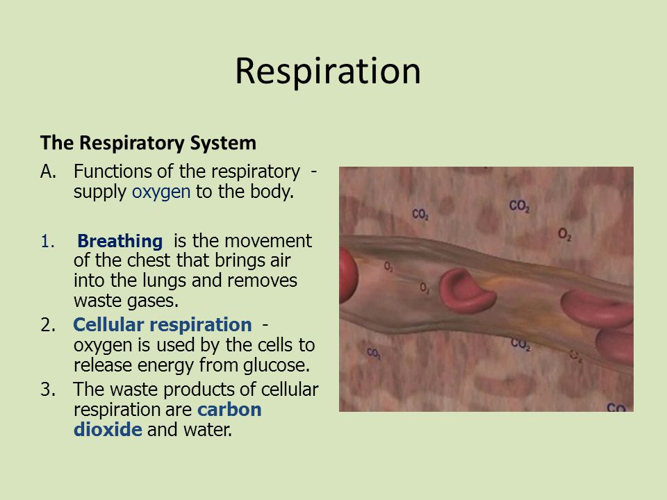 Respiration The Respiratory System