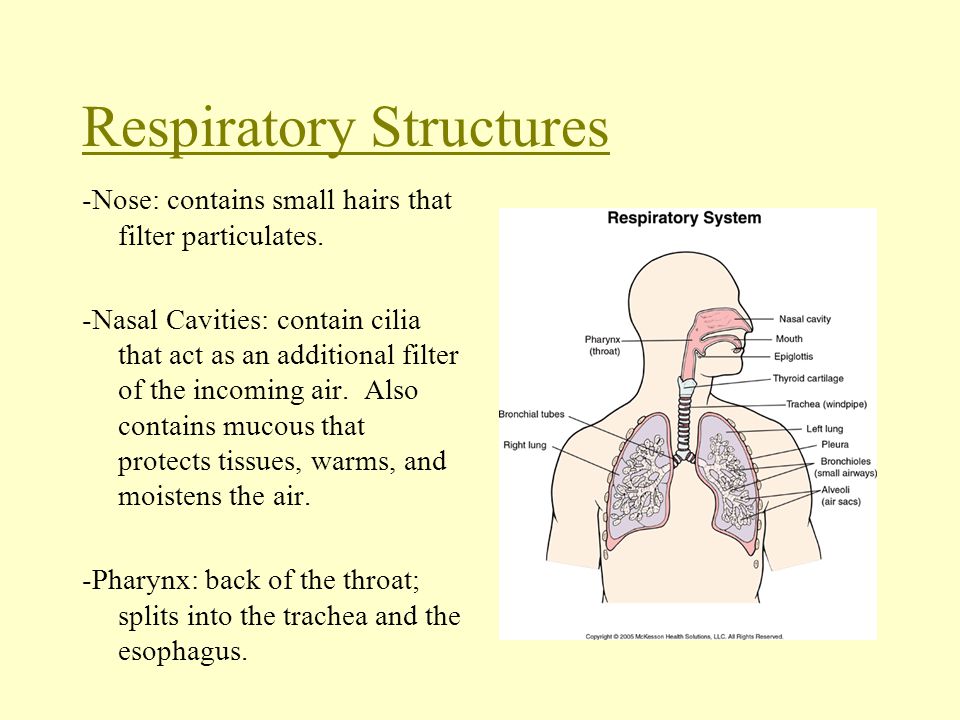 Respiratory Structures