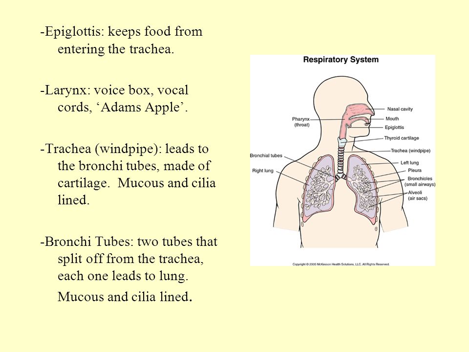 -Epiglottis: keeps food from entering the trachea