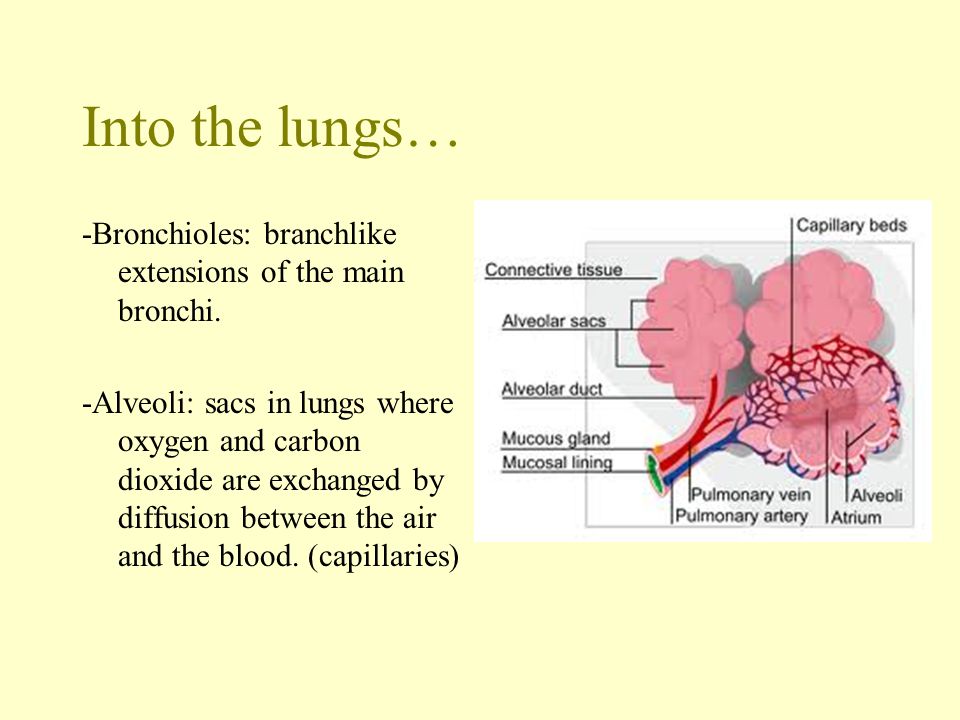 Into the lungs…
