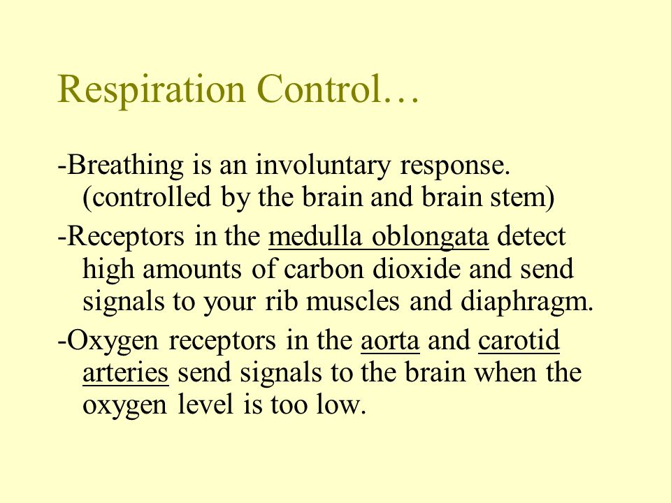 Respiration Control… -Breathing is an involuntary response. (controlled by the brain and brain stem)