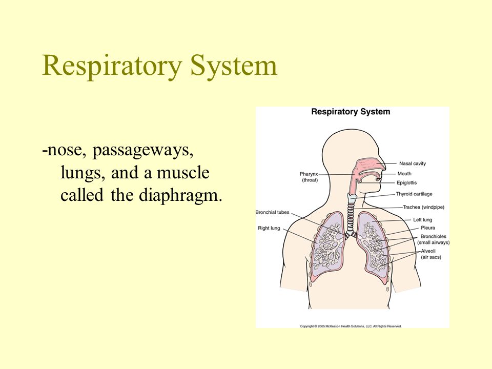 Respiratory System -nose, passageways, lungs, and a muscle called the diaphragm.