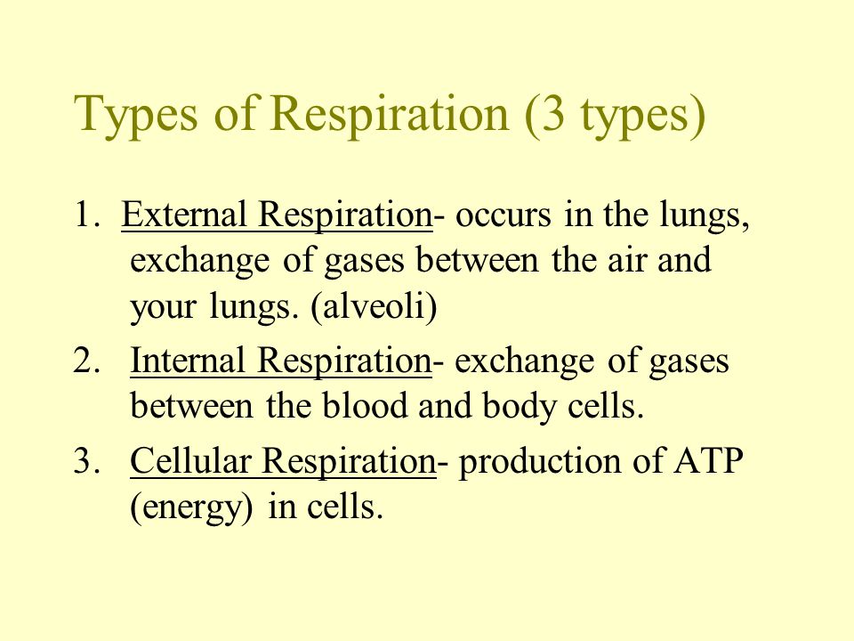 Types of Respiration (3 types)