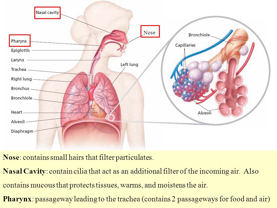 Nose: contains small hairs that filter particulates.