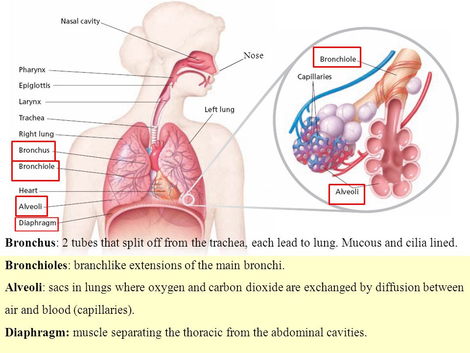 Bronchioles: branchlike extensions of the main bronchi.
