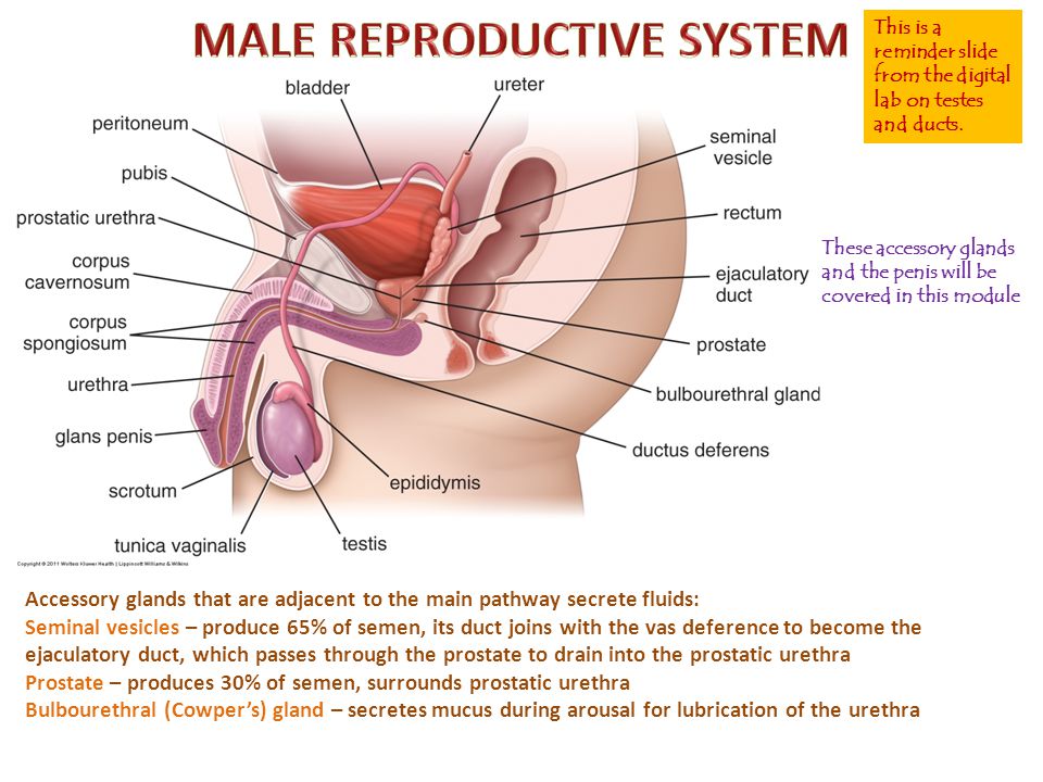 MALE+REPRODUCTIVE+SYSTEM.jpg