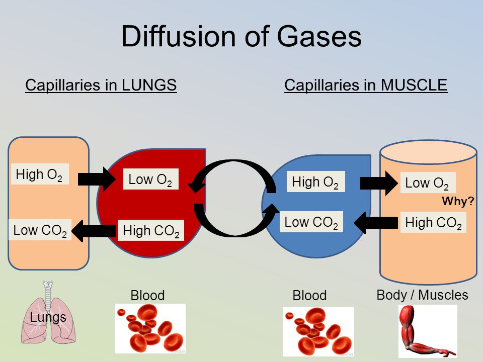 Diffusion of Gases Capillaries in LUNGS Capillaries in MUSCLE High O2