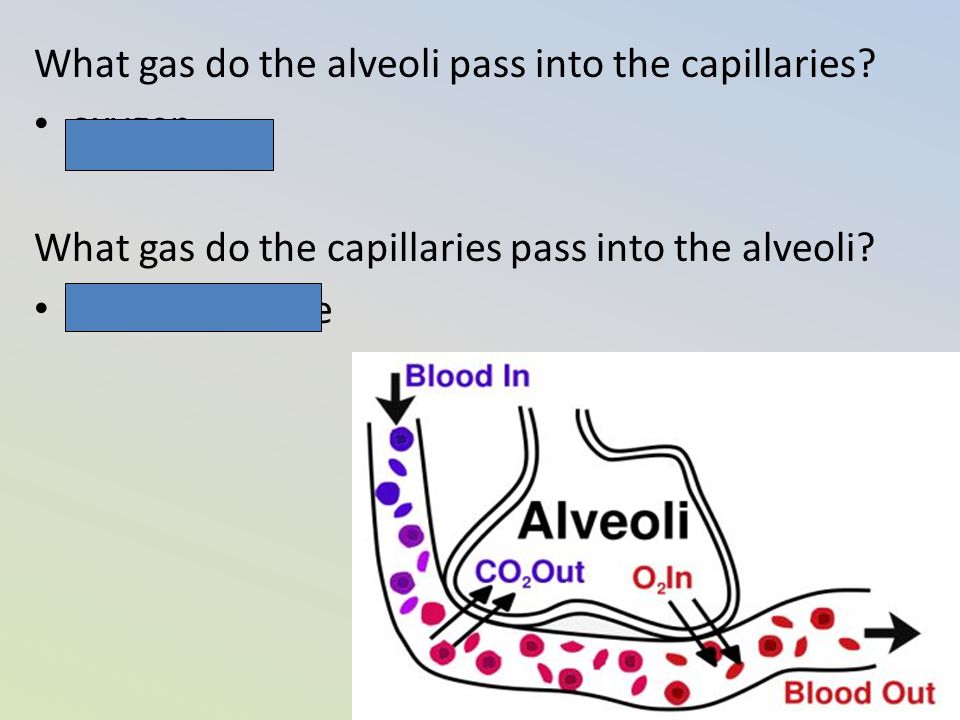 What gas do the alveoli pass into the capillaries