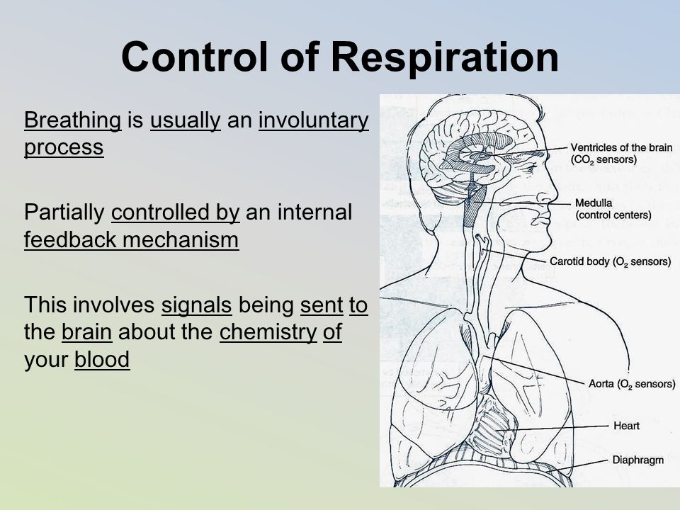 Control of Respiration