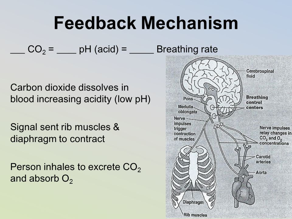 Feedback Mechanism ___ CO2 = ____ pH (acid) = _____ Breathing rate