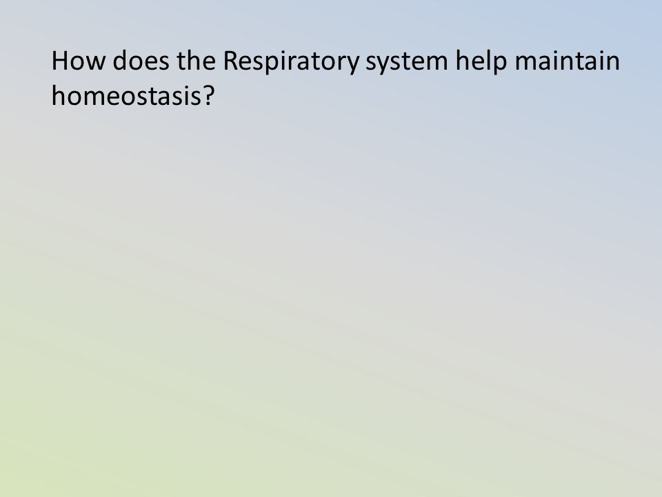 How does the Respiratory system help maintain homeostasis