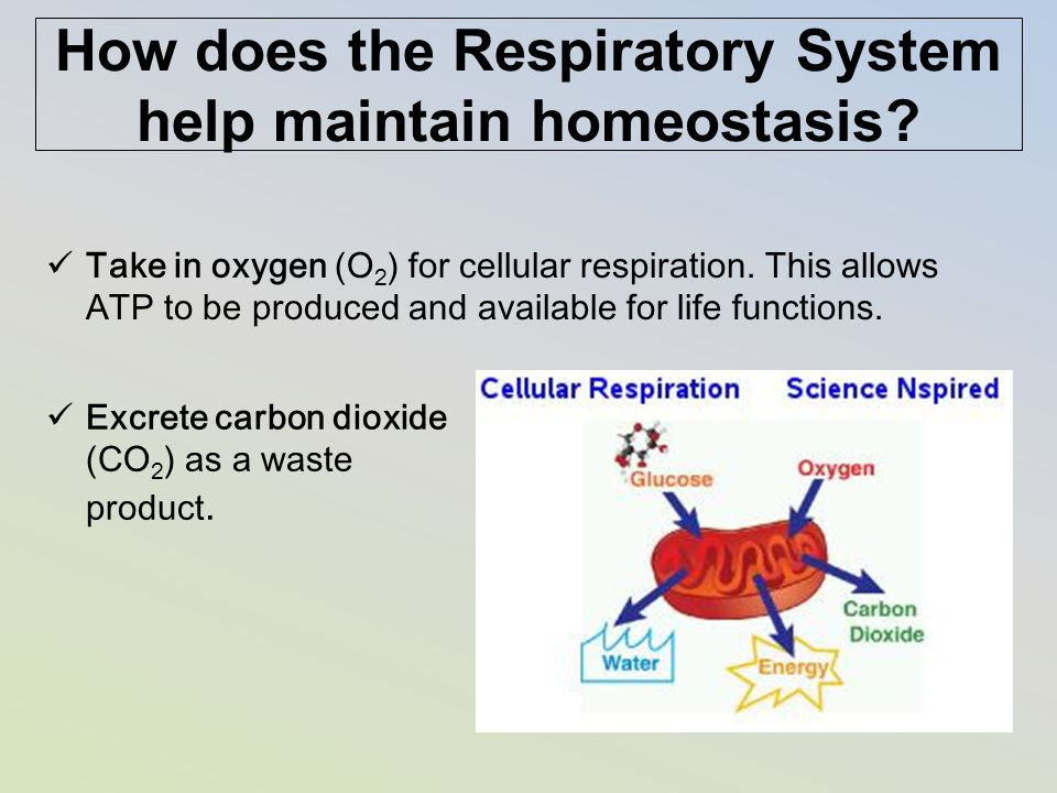 How does the Respiratory System help maintain homeostasis