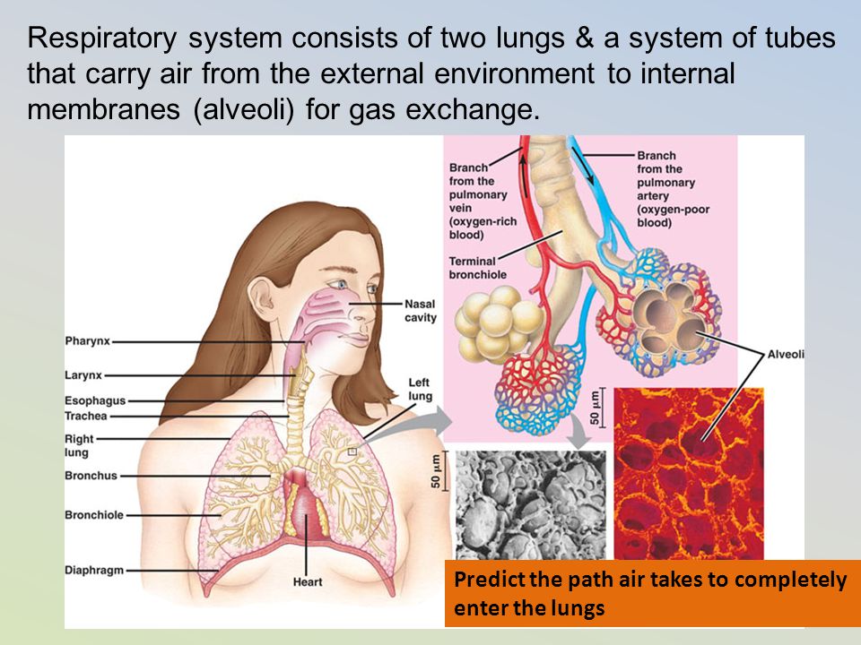 Respiratory system consists of two lungs & a system of tubes that carry air from the external environment to internal membranes (alveoli) for gas exchange.