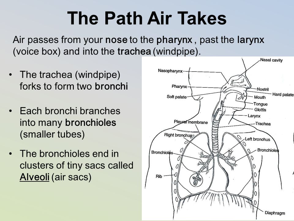 The Path Air Takes Air passes from your nose to the pharynx , past the larynx (voice box) and into the trachea (windpipe).