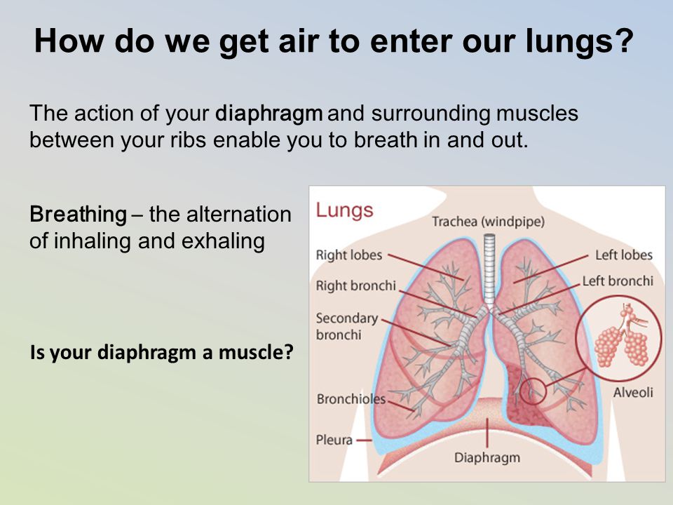 How do we get air to enter our lungs