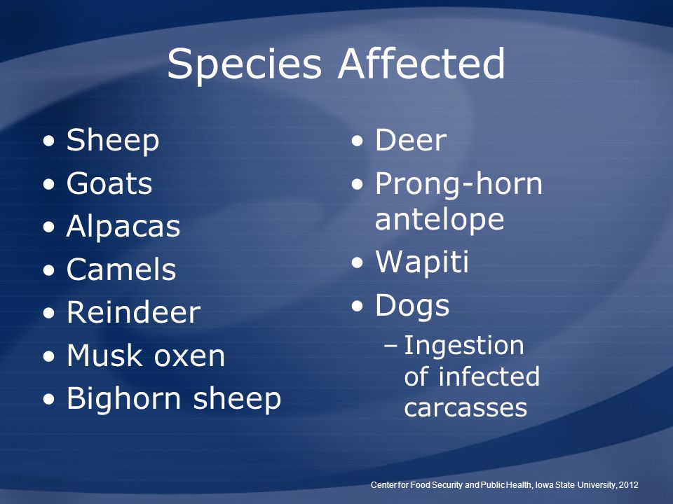 Species Affected Sheep Goats Alpacas Camels Reindeer Musk oxen