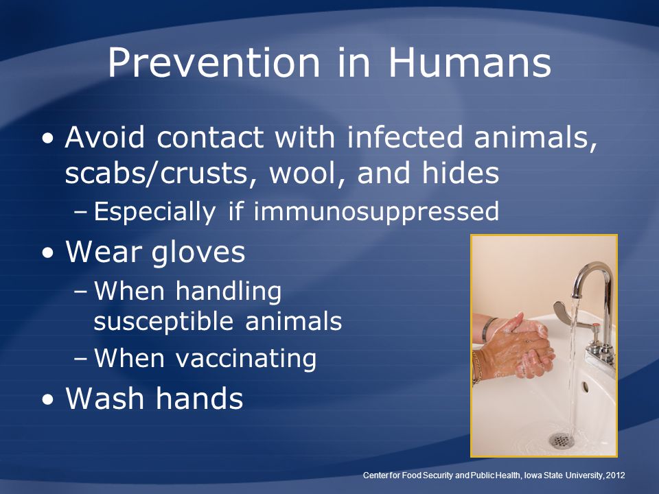 Prevention in Humans Avoid contact with infected animals, scabs/crusts, wool, and hides. Especially if immunosuppressed.