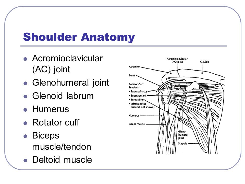 ebook adrenal cortex