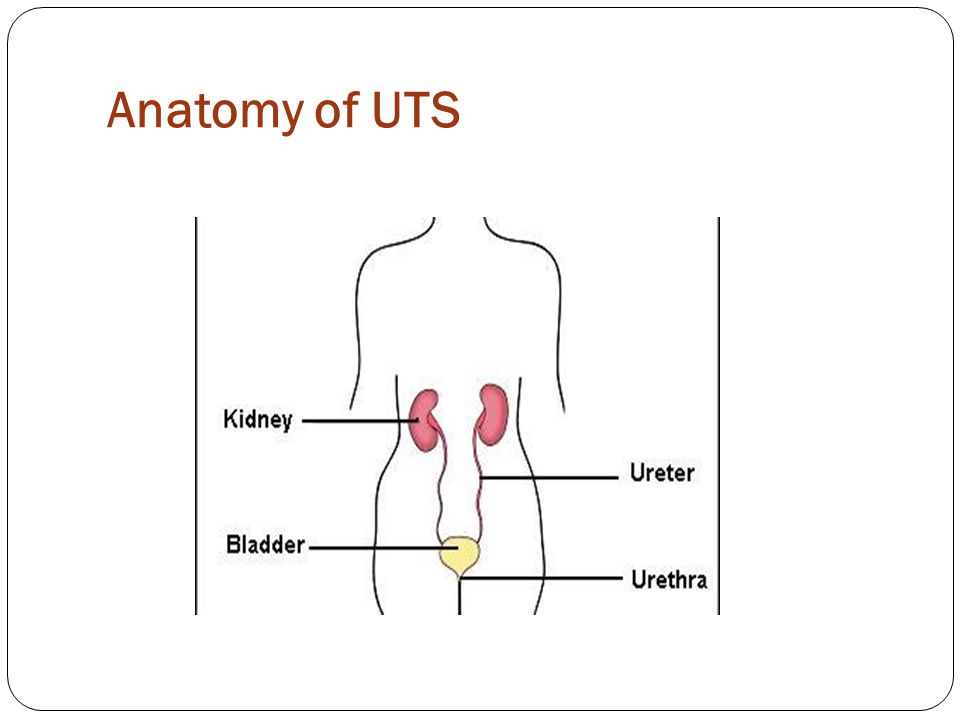 Anatomy of UTS