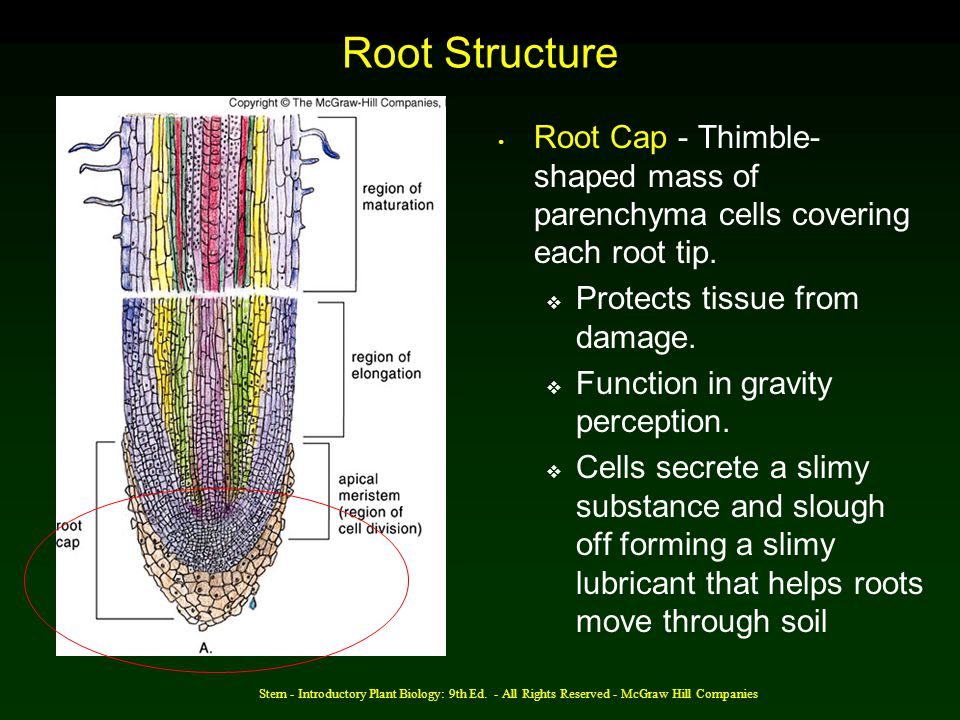 Root Structure Root Cap - Thimble-shaped mass of parenchyma cells covering each root tip. Protects tissue from damage.