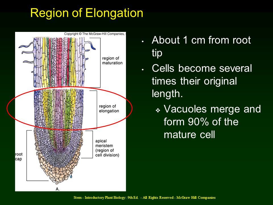 Region of Elongation About 1 cm from root tip