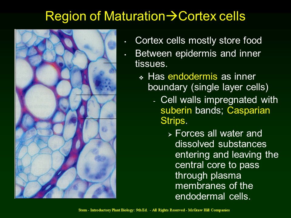 Region of MaturationCortex cells