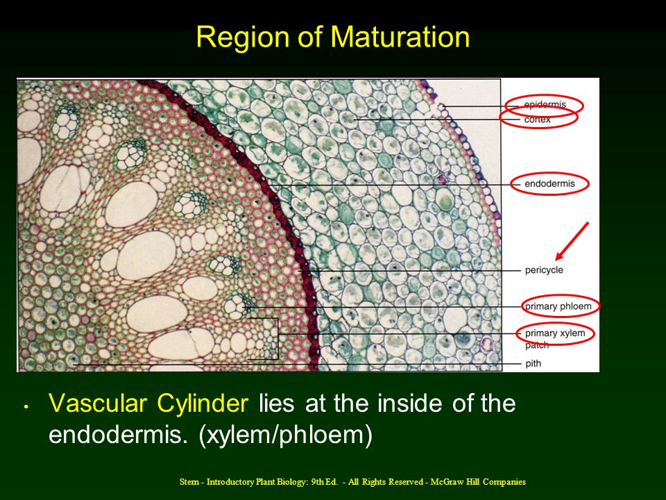 Region of Maturation Vascular Cylinder lies at the inside of the endodermis. (xylem/phloem)